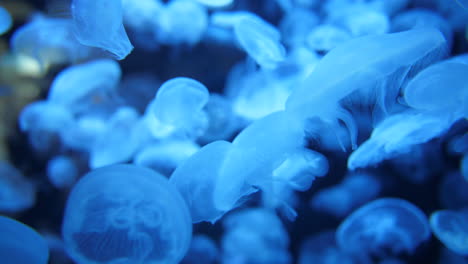 Hypnotising-relaxing-effect-close-shot-on-moon-jellyfish-in-an-aquarium